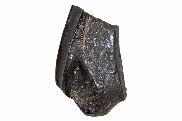 Fossil Hadrosaur (Edmontosaurus) Partial Tooth - Montana #340917